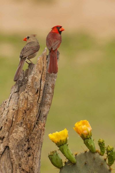 TX, Hidalgo Co, Cardinal pair on stump by cactus
